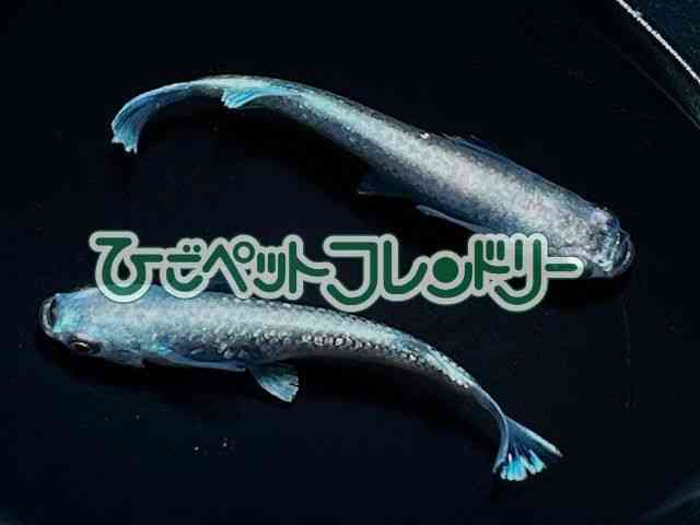 ̑iǃ_Jj