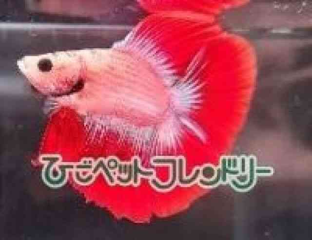 V[x^