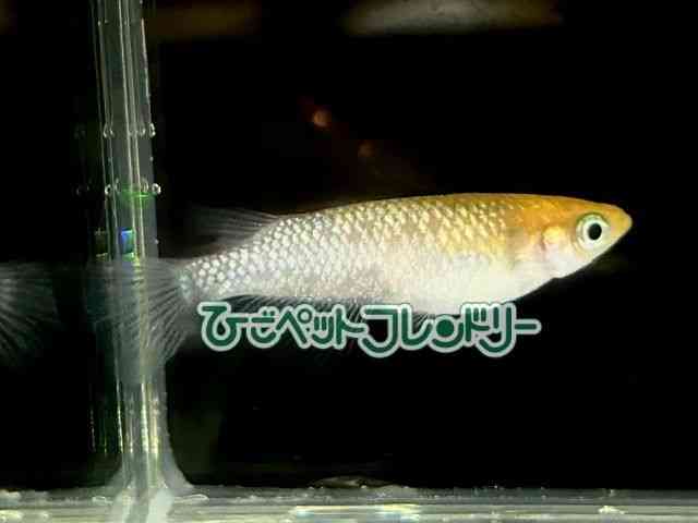 ̑iǃ_Jj