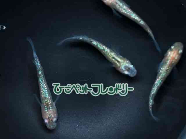 ̑iǃ_Jj