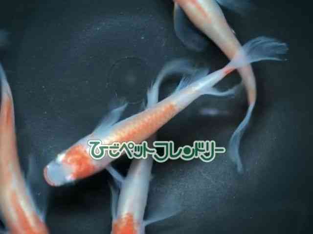 ̑iǃ_Jj