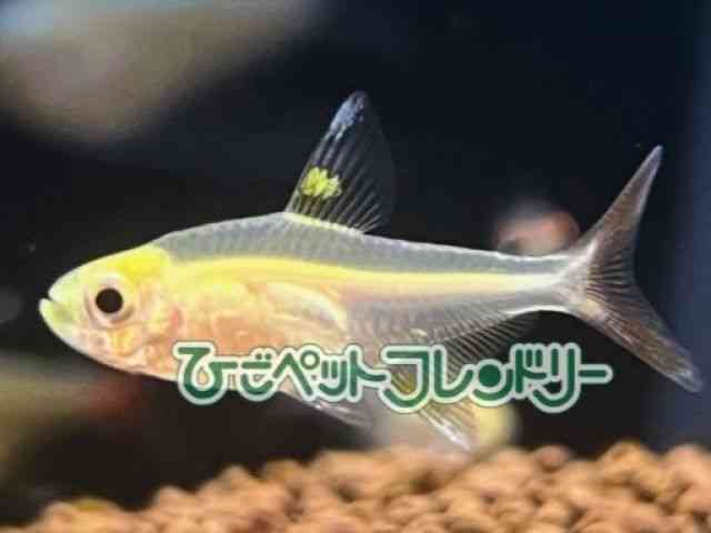 vXe