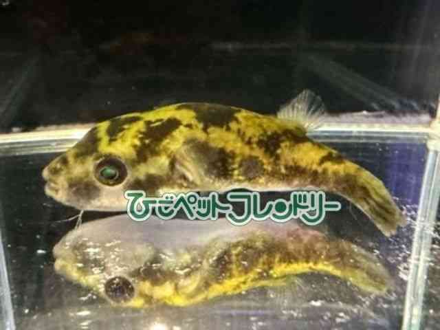 ̑iDtOj