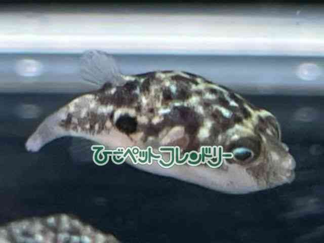Axj[pt@[