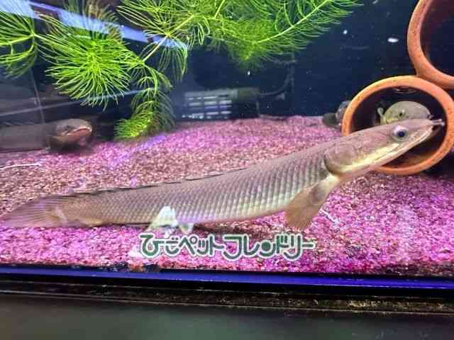 ZlKX