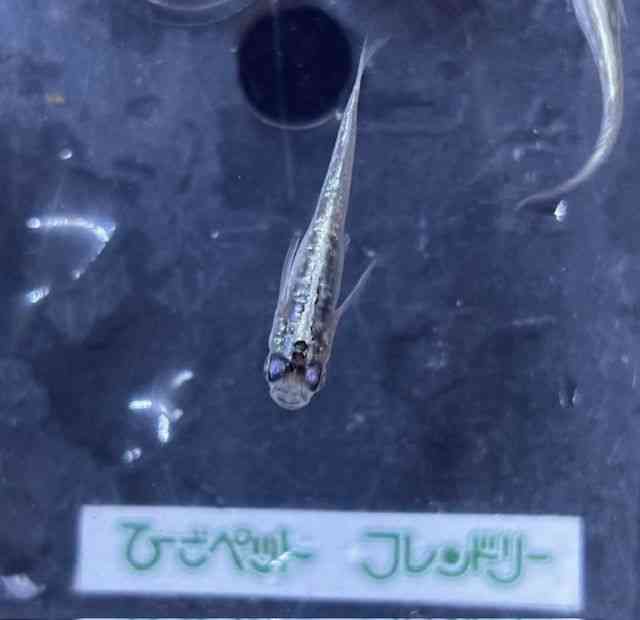 ̑iǃ_Jj