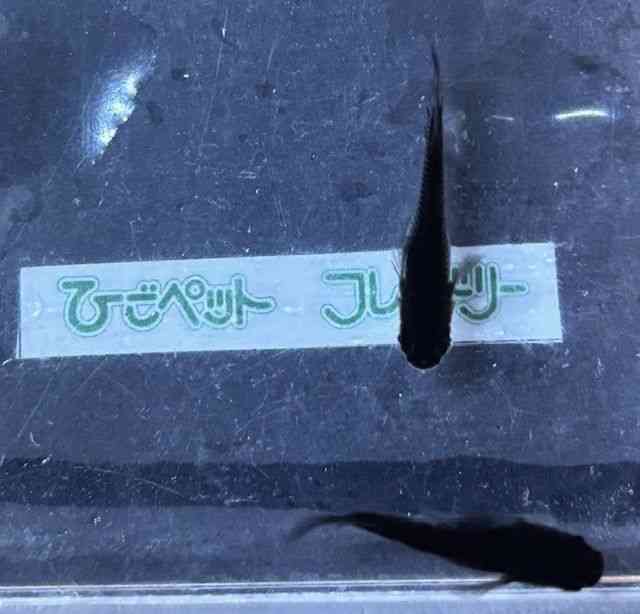 ̑iǃ_Jj