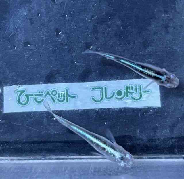 ̑iǃ_Jj