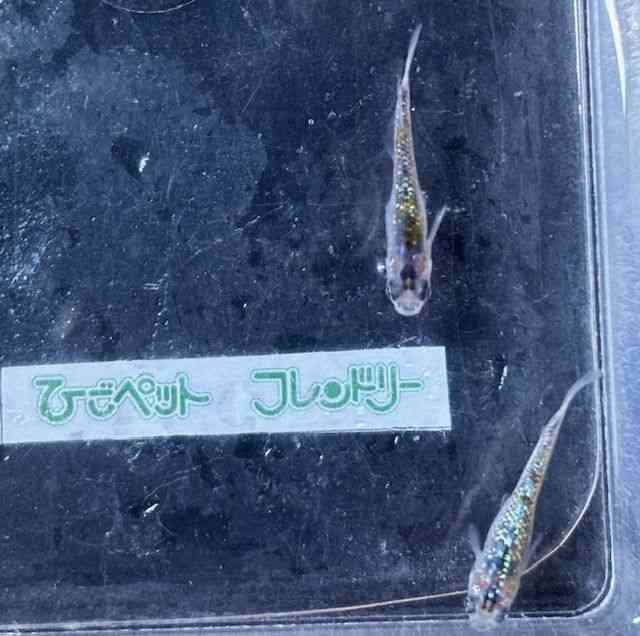 ̑iǃ_Jj