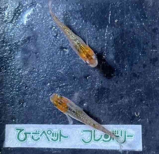 ̑iǃ_Jj