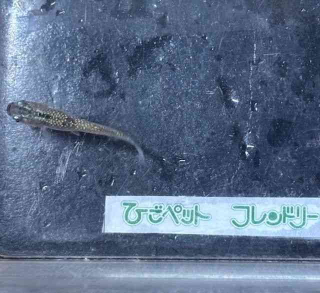 ̑iǃ_Jj