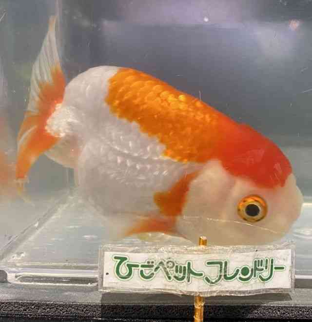 `E