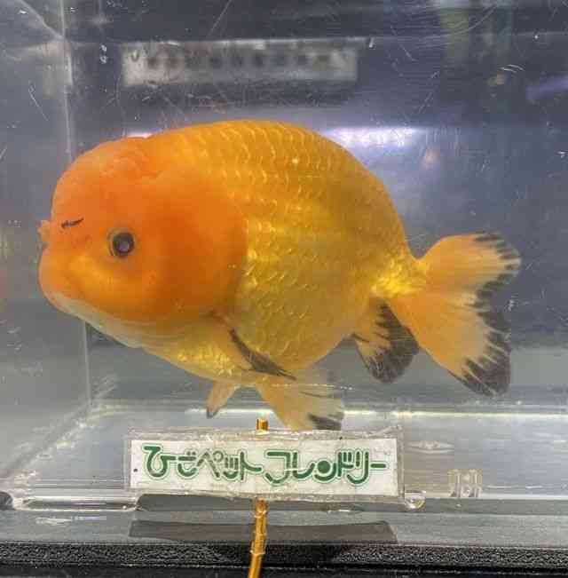 `E