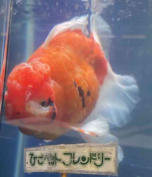 I_q