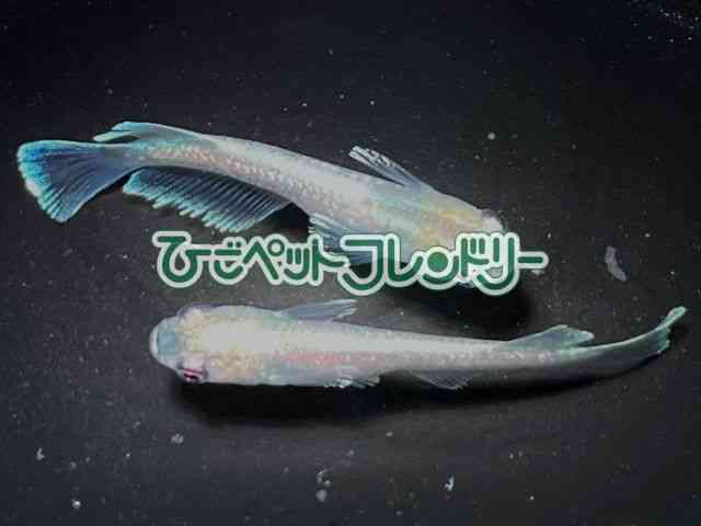 ̑iǃ_Jj