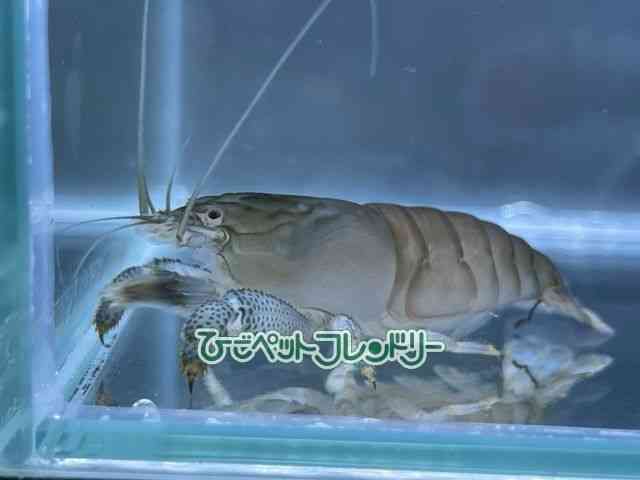 ̑iMьnbkށj