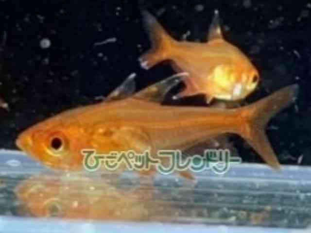 bht@geg