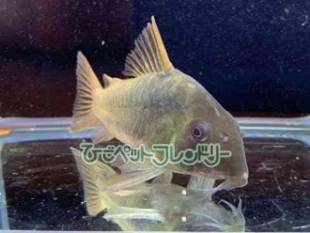 RhX@V[gm[Y