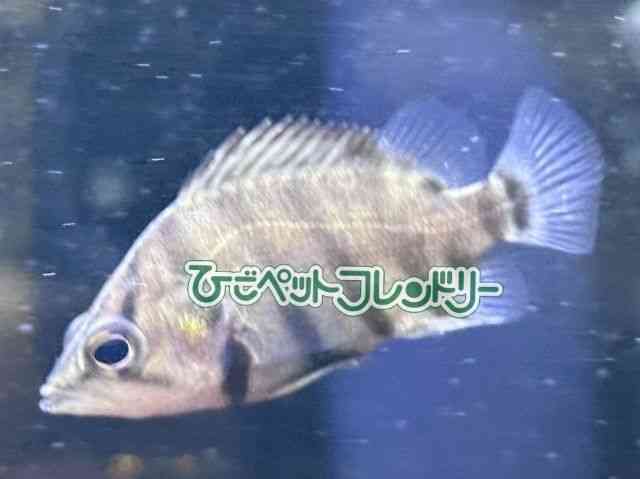 ̑i_gjIj