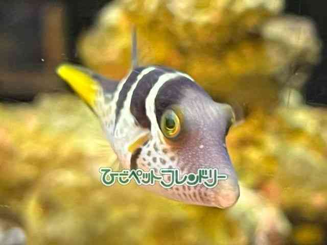 ̑itOj