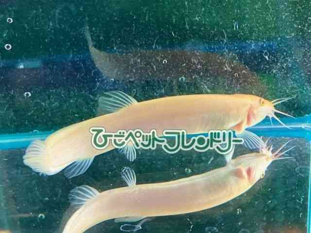 hWE