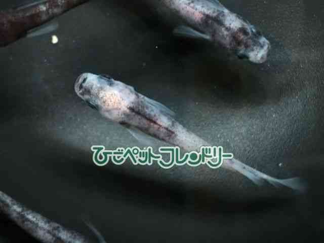 ̑iǃ_Jj