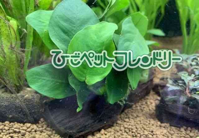 AkrAXEii