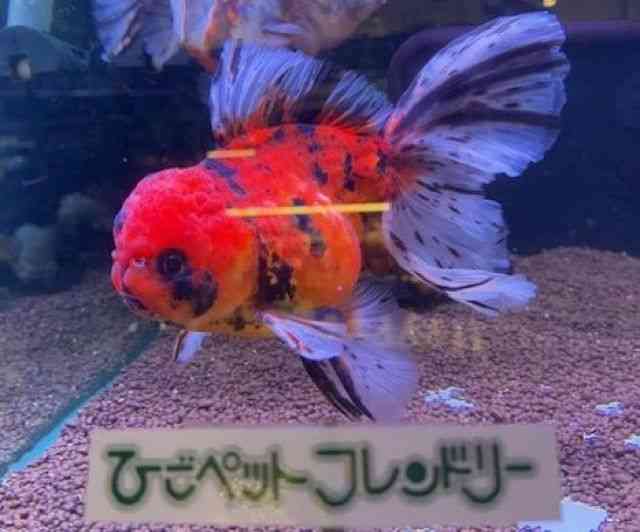 I_q
