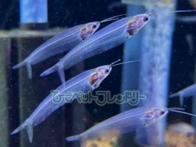 OXLbg