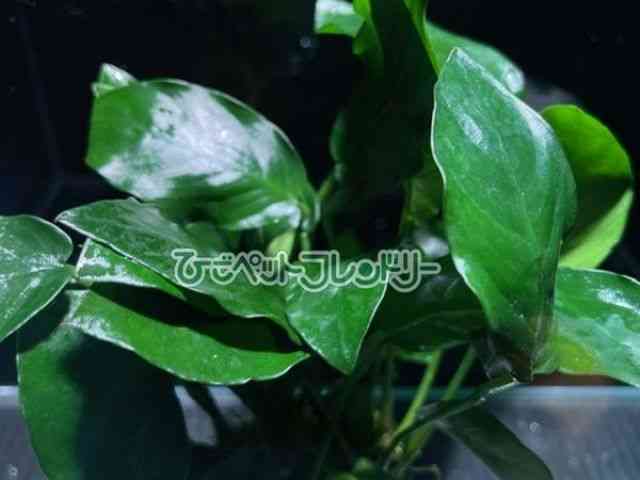 AkrAXEii