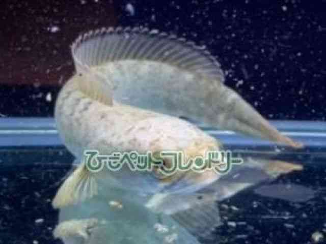̑iXl[Nwbhj