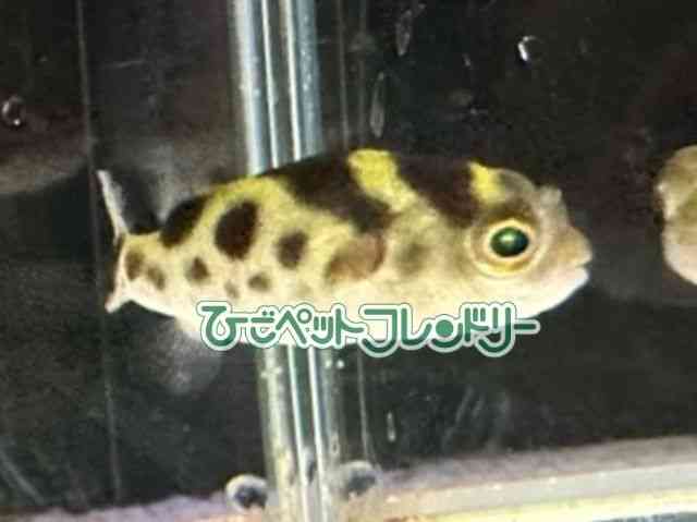 ̑iDtOj