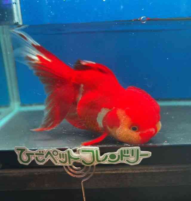 I_q