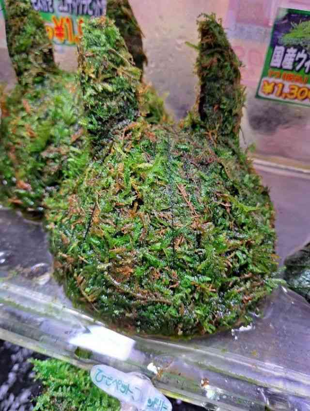 ȋj