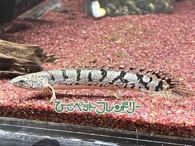 fwWB