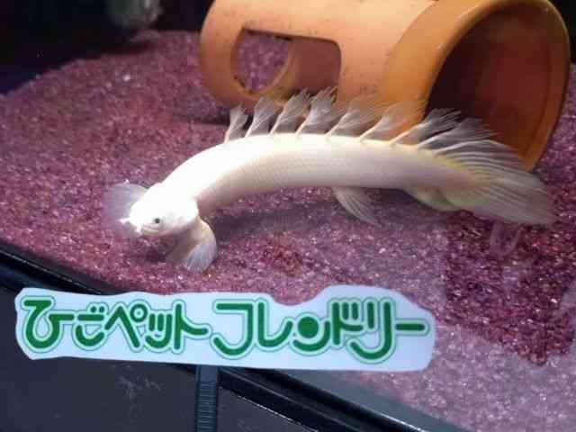 ZlKX