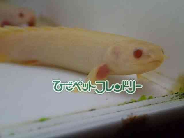 ZlKX