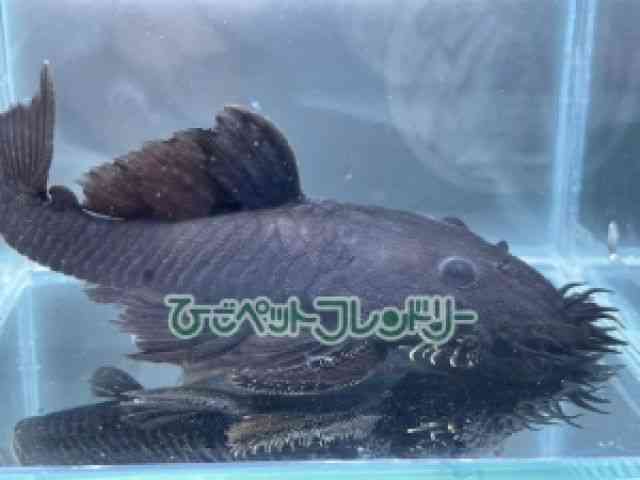 ubV[vR