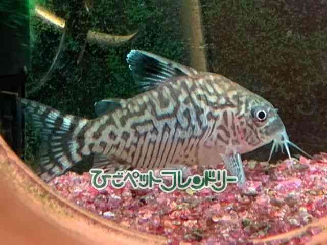 RhX@V[gm[Y