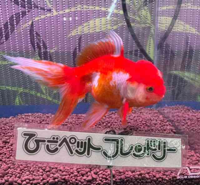I_q