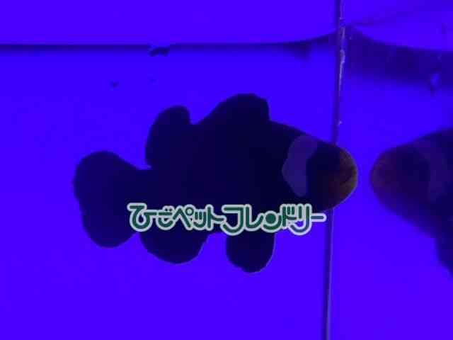 ubNIZX
