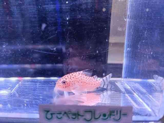 RhX@V[gm[Y