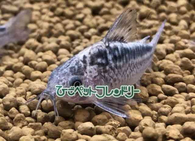 RhX@V[gm[Y