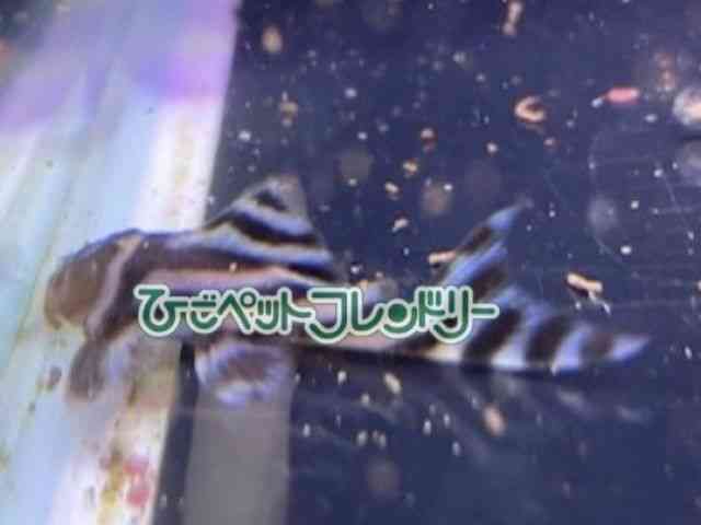 ̑i^j
