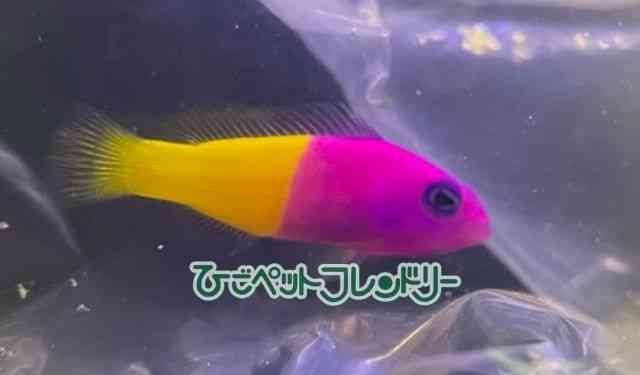 oCJ[heB[obN