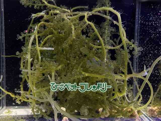 ̑iCȋjj