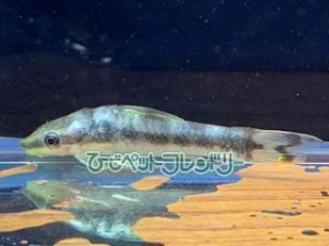 ̑iIgVNXj