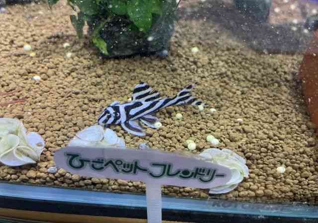 ̑i^j