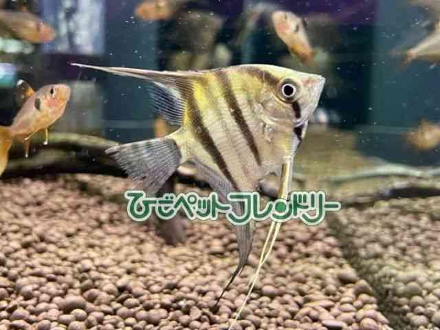 G[tBbV