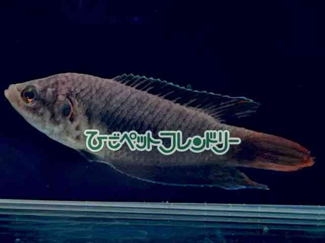 ̑i싛j